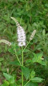 Attēlu rezultāti vaicājumam “Mentha spicata flower”