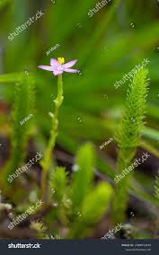 Attēlu rezultāti vaicājumam “Centaurium littorale flower”