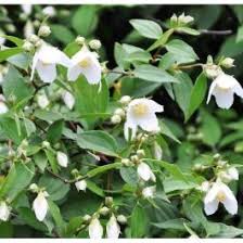 Attēlu rezultāti vaicājumam “Philadelphus lemoinei flower”