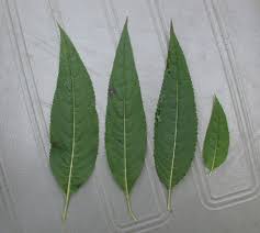 Attēlu rezultāti vaicājumam “Impatiens glandulifera leaf”
