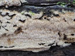 Attēlu rezultāti vaicājumam “Schizopora paradoxa”