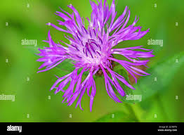 Attēlu rezultāti vaicājumam “Centaurea jacea flower”