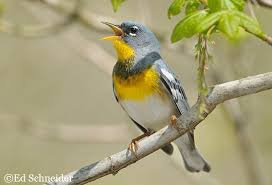 Image result for Parula americana