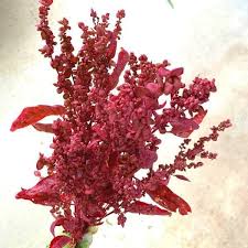 Attēlu rezultāti vaicājumam “Atriplex calotheca flower”