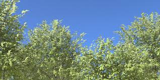 Attēlu rezultāti vaicājumam “Salix myrsinifolia”