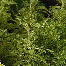 Image result for Artemisia gmelinii