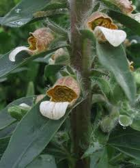 Image result for Digitalis lanata