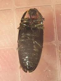 Attēlu rezultāti vaicājumam “Lampyridae”