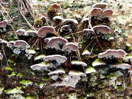 Attēlu rezultāti vaicājumam “Trichaptum abietinum”