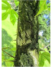 Attēlu rezultāti vaicājumam “Kalopanax septemlobus”