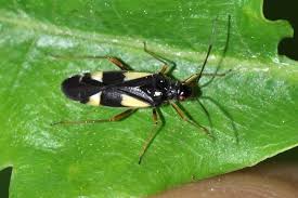 Attēlu rezultāti vaicājumam “Dryophilocoris flavoquadrimaculatus”