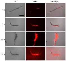 Attēlu rezultāti vaicājumam “Comatricha elegans spores”
