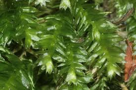 Attēlu rezultāti vaicājumam “Plagiothecium nemorale”