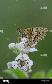 Attēlu rezultāti vaicājumam “Melitaea diamina upperside”