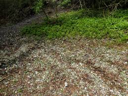 Attēlu rezultāti vaicājumam “Fissidens gracilifolius”