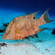 Image result for Lachnolaimus maximus