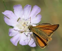 Attēlu rezultāti vaicājumam “Thymelicus sylvestris female”