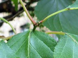 Attēlu rezultāti vaicājumam “Prunus armeniaca leaf”