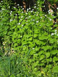 Image result for Alliaria petiolata