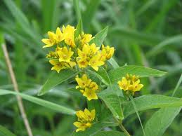 Attēlu rezultāti vaicājumam “Lysimachia vulgaris flower”
