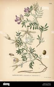 Attēlu rezultāti vaicājumam “Astragalus arenarius leaf”