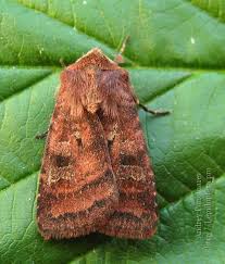 Attēlu rezultāti vaicājumam “Diarsia florida”