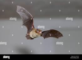 Attēlu rezultāti vaicājumam “Pipistrellus nathusii”