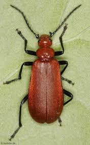 Attēlu rezultāti vaicājumam “Schizotus pectinicornis larva”
