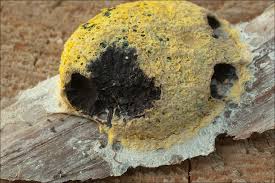 Attēlu rezultāti vaicājumam “Fuligo septica var. septica”