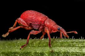 Attēlu rezultāti vaicājumam “Apion sp.”