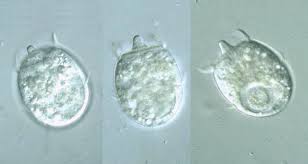 Attēlu rezultāti vaicājumam “Didymium spongiosum macro”