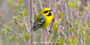 Image result for Vermivora chrysoptera