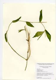 Attēlu rezultāti vaicājumam “Potamogeton praelongus”