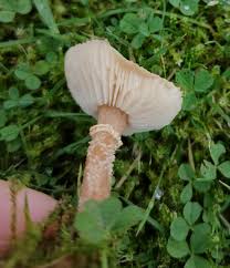 Attēlu rezultāti vaicājumam “Cystoderma amianthinum”