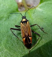 Attēlu rezultāti vaicājumam “Blepharidopterus angulatus”