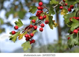 Attēlu rezultāti vaicājumam “Crataegus monogyna fruit”