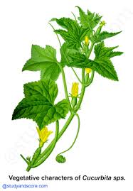 Attēlu rezultāti vaicājumam “Cucurbitaceae”