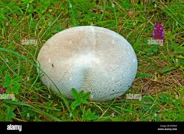 Attēlu rezultāti vaicājumam “Calvatia utriformis”