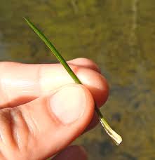 Attēlu rezultāti vaicājumam “Isoetes lacustris”