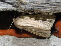 Attēlu rezultāti vaicājumam “Mythimna impura”