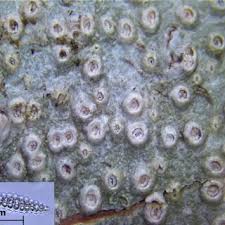 Attēlu rezultāti vaicājumam “Thelotrema lepadinum”