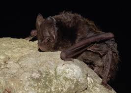 Attēlu rezultāti vaicājumam “Barbastella barbastellus”