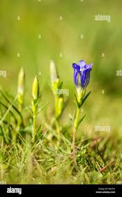 Attēlu rezultāti vaicājumam “Gentiana pneumonanthe flower”