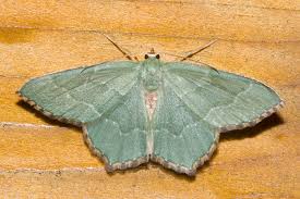 Attēlu rezultāti vaicājumam “Hemithea aestivaria”