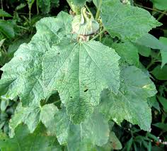 Attēlu rezultāti vaicājumam “xComagaria rosea”