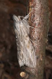 Attēlu rezultāti vaicājumam “Cucullia lucifuga larva”