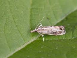 Attēlu rezultāti vaicājumam “Catoptria verellus”