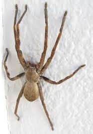 Attēlu rezultāti vaicājumam “Sparassidae”