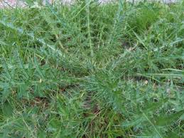 Attēlu rezultāti vaicājumam “Cirsium palustre”