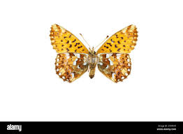 Attēlu rezultāti vaicājumam “Boloria aquilonaris”